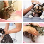 Badeshampoo Katze