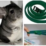 Flea collar for chinchillas