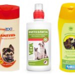 Flea shampoo in dogs