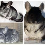 Chinchilla