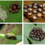 Woodbug Eggs