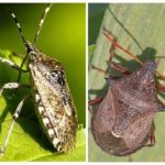 Stink Bug-1