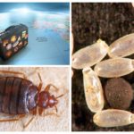 Bedbugs and travel