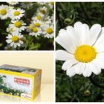 pharmaceutical camomile