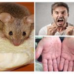 Rodent Diseases