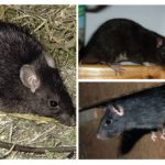 Black rat