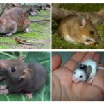 Cubs Ratten und Mäuse