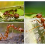 Insekten Gliedmaßen Funktionen