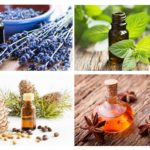 Essential oils from ants