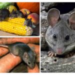 Harm from mice in the country