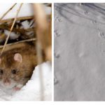 Ratte im Winter