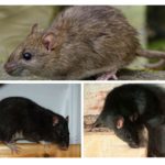 Black and gray rats