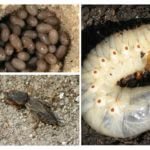 Larva bear