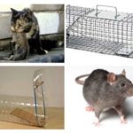 Ratolins de captura