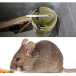 Bucket Mouse Trap