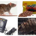 Methods of dealing with rats