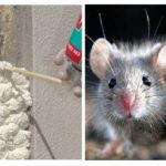 Foam and rodents