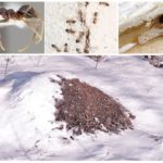 Anthill in winter