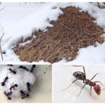 Anthill in winter