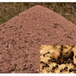 The appearance of the anthill