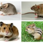 Difference of a mouse from other animals