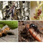 Aliments per a insectes a la natura