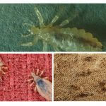 Body lice