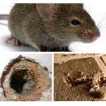 Insulation gnawing mice