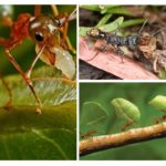 Els beneficis dels insectes