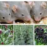 Herbs from mice