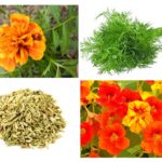 Plants from pests