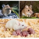 Nutrition and reproduction of mice