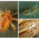 Head lice classification