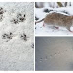 Spuren von Ratten im Schnee