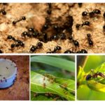 Species of ants