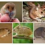 Types of mice