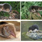 Types of shrews