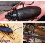 Types of beetles