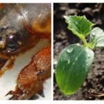 Cucumber planting