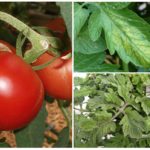 Aphids on tomatoes