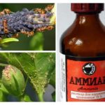 Ammonia from aphid