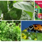 Biological methods from aphids