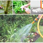 Insect control methods