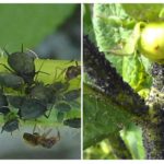 Blattläuse auf grüner Tomate