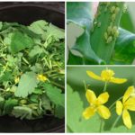 Celandine مقابل المن