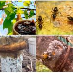 Catrame di betulla nel giardino delle formiche