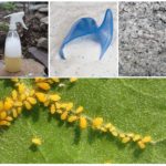 Destroying aphids by folk remedies