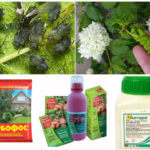 Insecticides per a plagues d'insectes