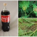 Coca-Cola in the fight against aphids