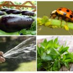 Ways to combat aphids